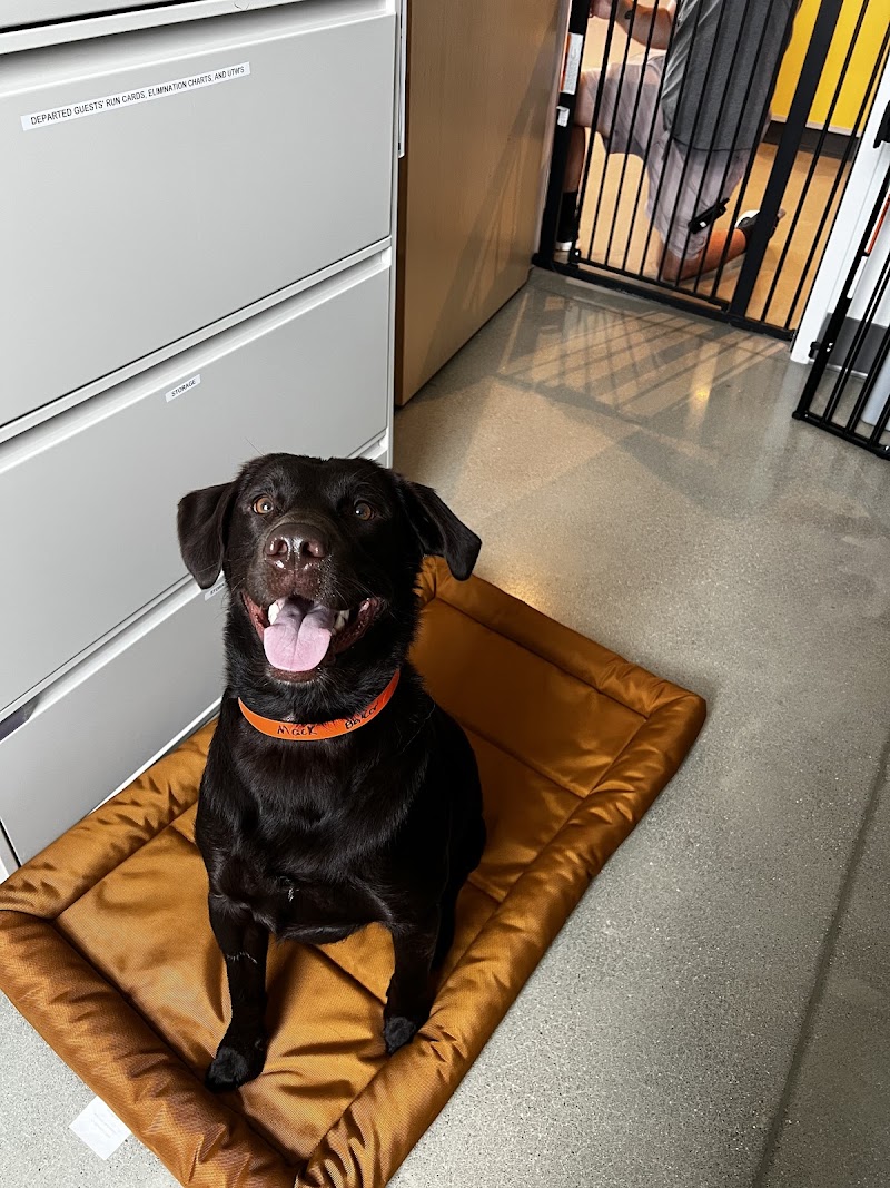 Dirty Paws Lounge photo 3