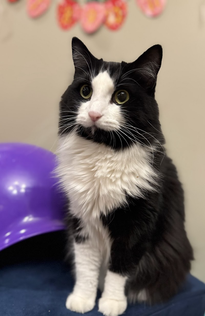 Precious Pets Almost Home