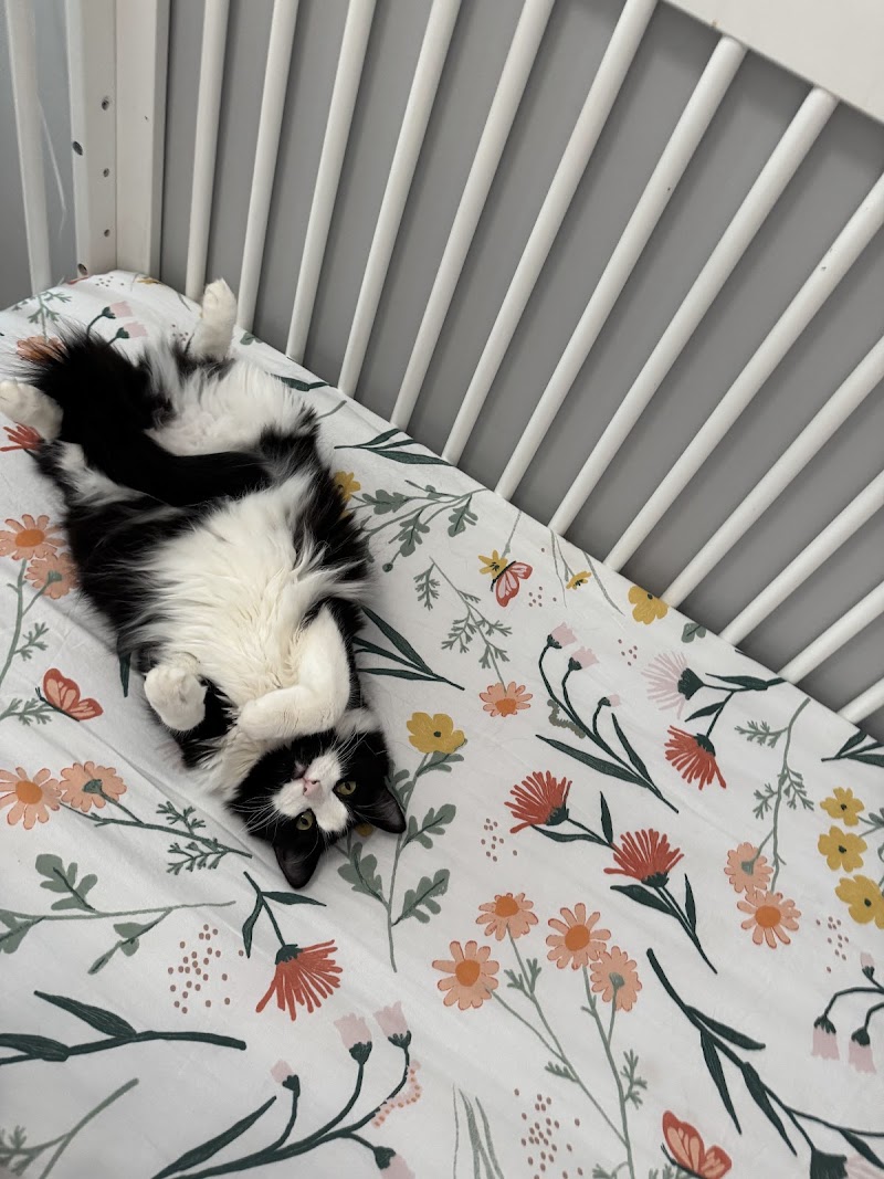 Precious Pets Almost Home photo 2