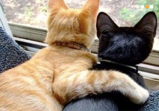 Precious Pets Almost Home photo 3