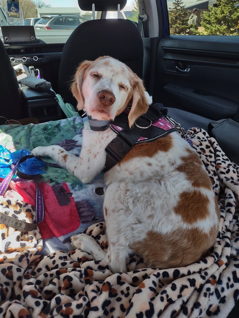 Ruff Start Rescue photo 2