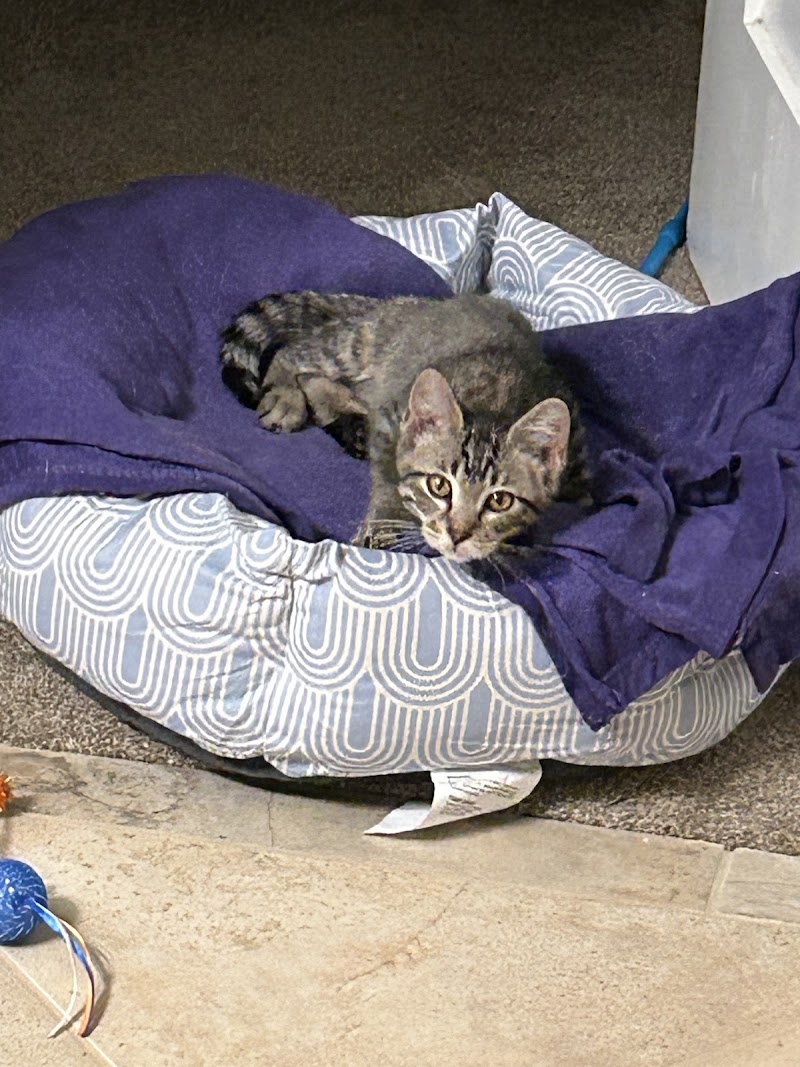 Ruff Start Rescue photo 3