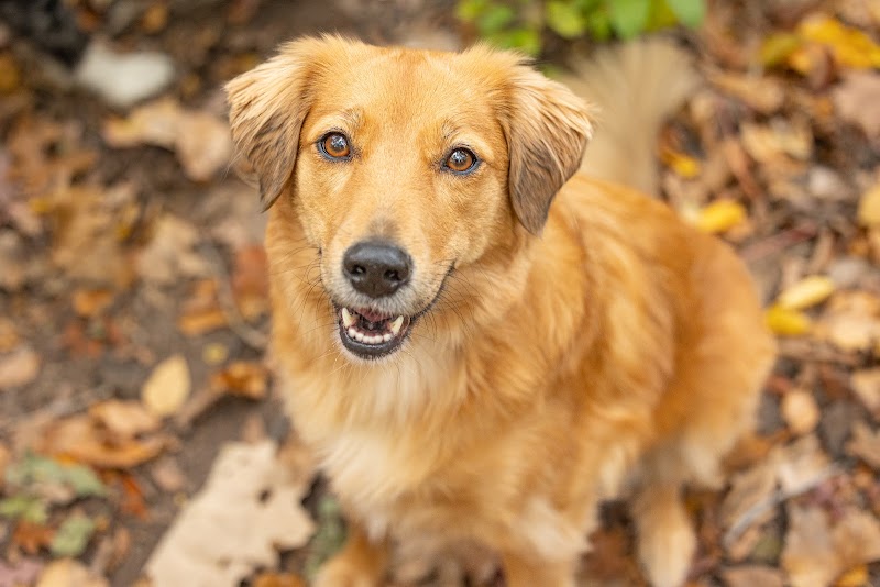 Warrior Dog Rescue photo 2