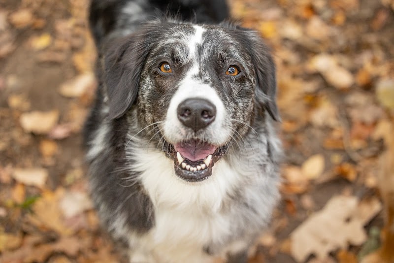 Warrior Dog Rescue photo 3