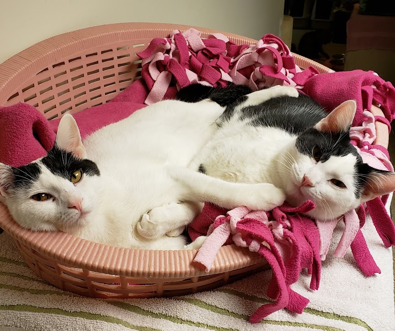 Cat Guardians photo 2