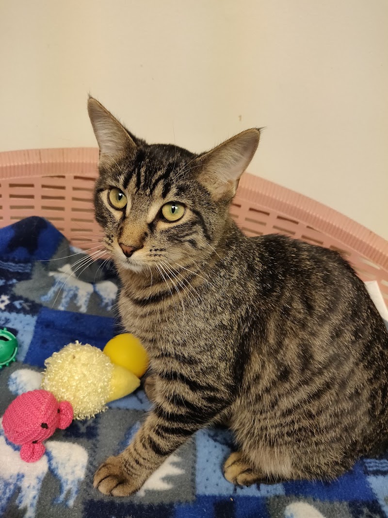 Cat Guardians photo 3