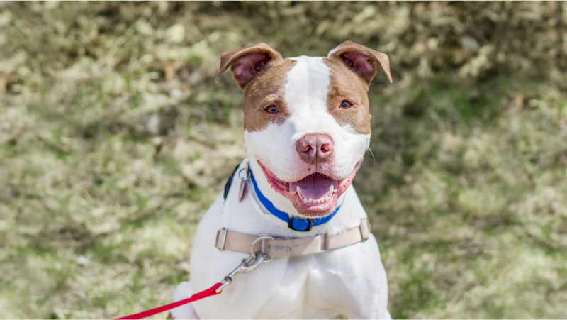 Animal Humane Society - Golden Valley