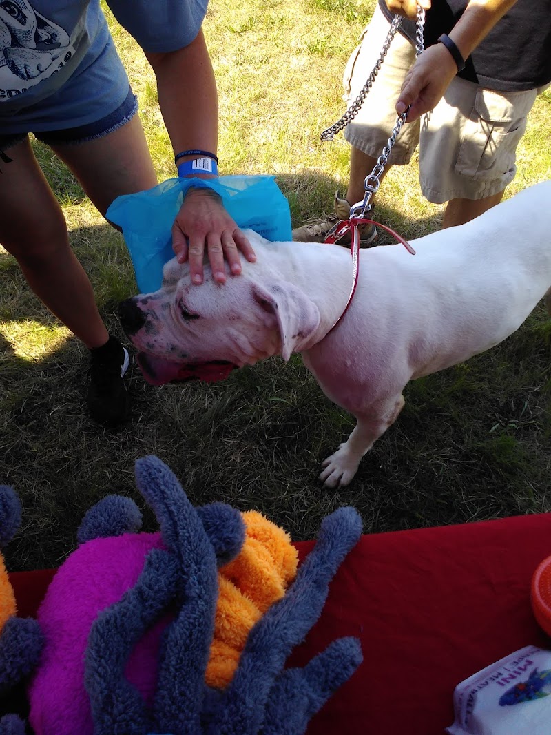 Cleveland Dog Walk photo 2