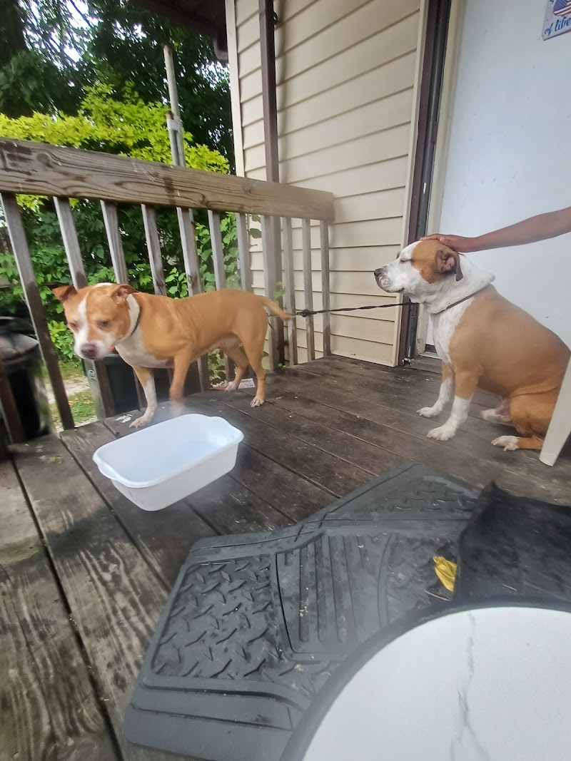 Cleveland Dog Walk photo 3