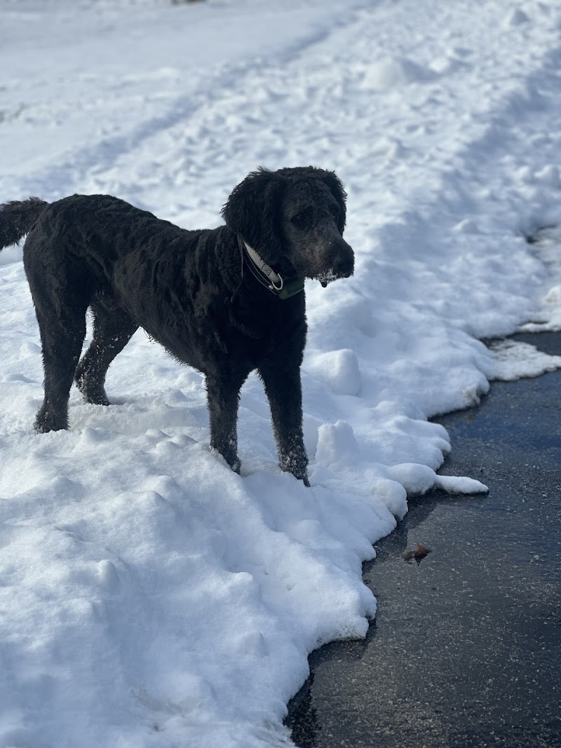 Homestead Howl Dog Park photo 3