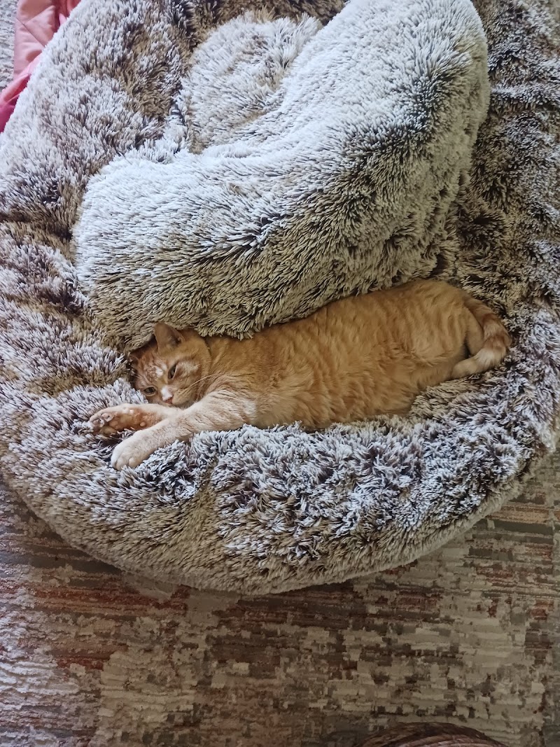 Conforta Animale photo 2