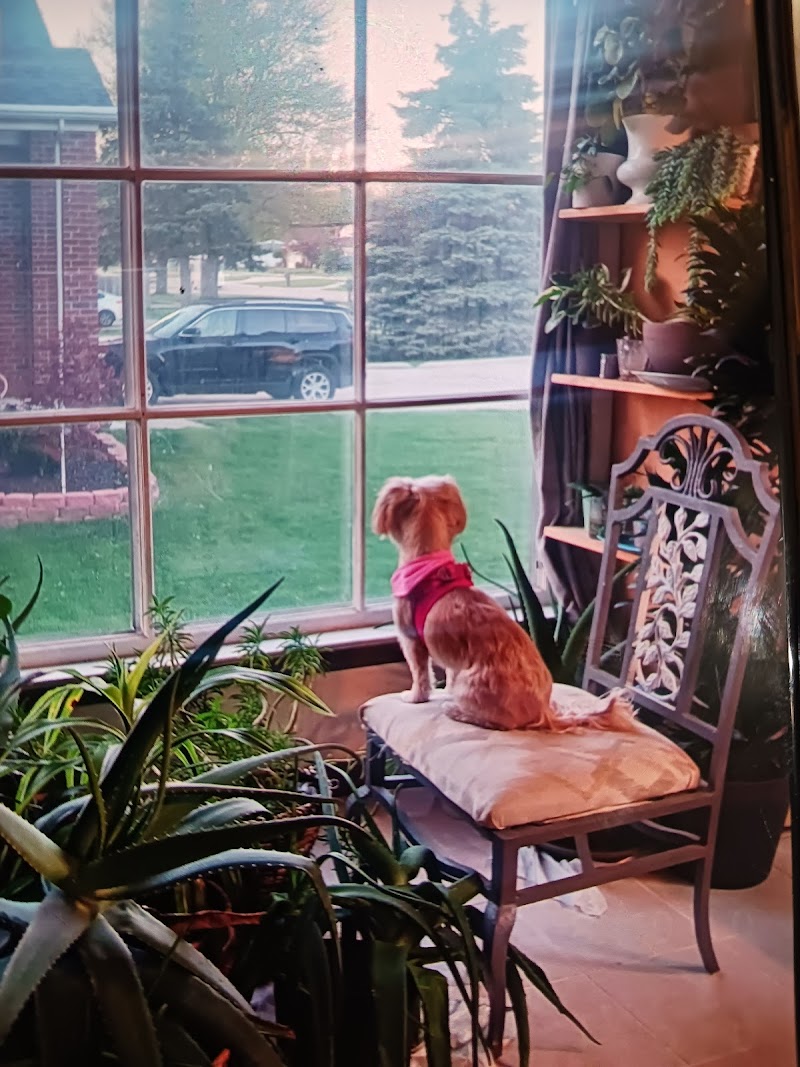 Conforta Animale photo 3