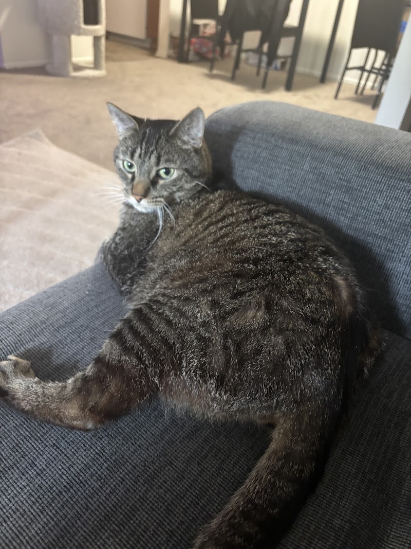 Michigan Anti-Cruelty Society