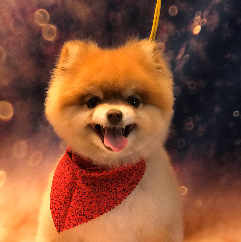 Paws On the Move photo 2