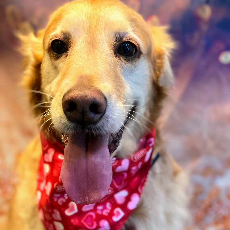 Paws On the Move photo 3