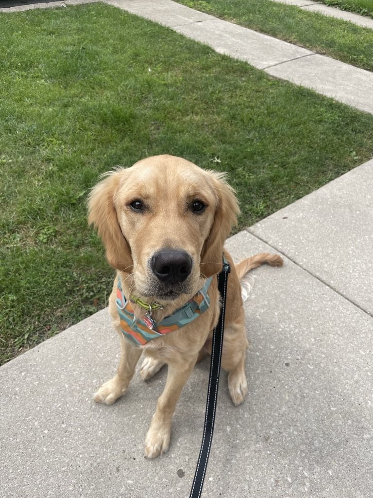 Windy City Dog Walkers photo 2