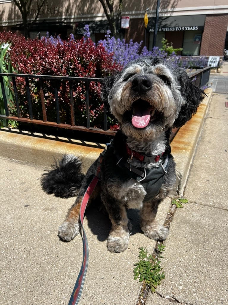 Windy City Dog Walkers photo 3