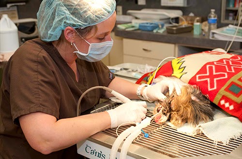 Union Lake Veterinary Hospital photo 3