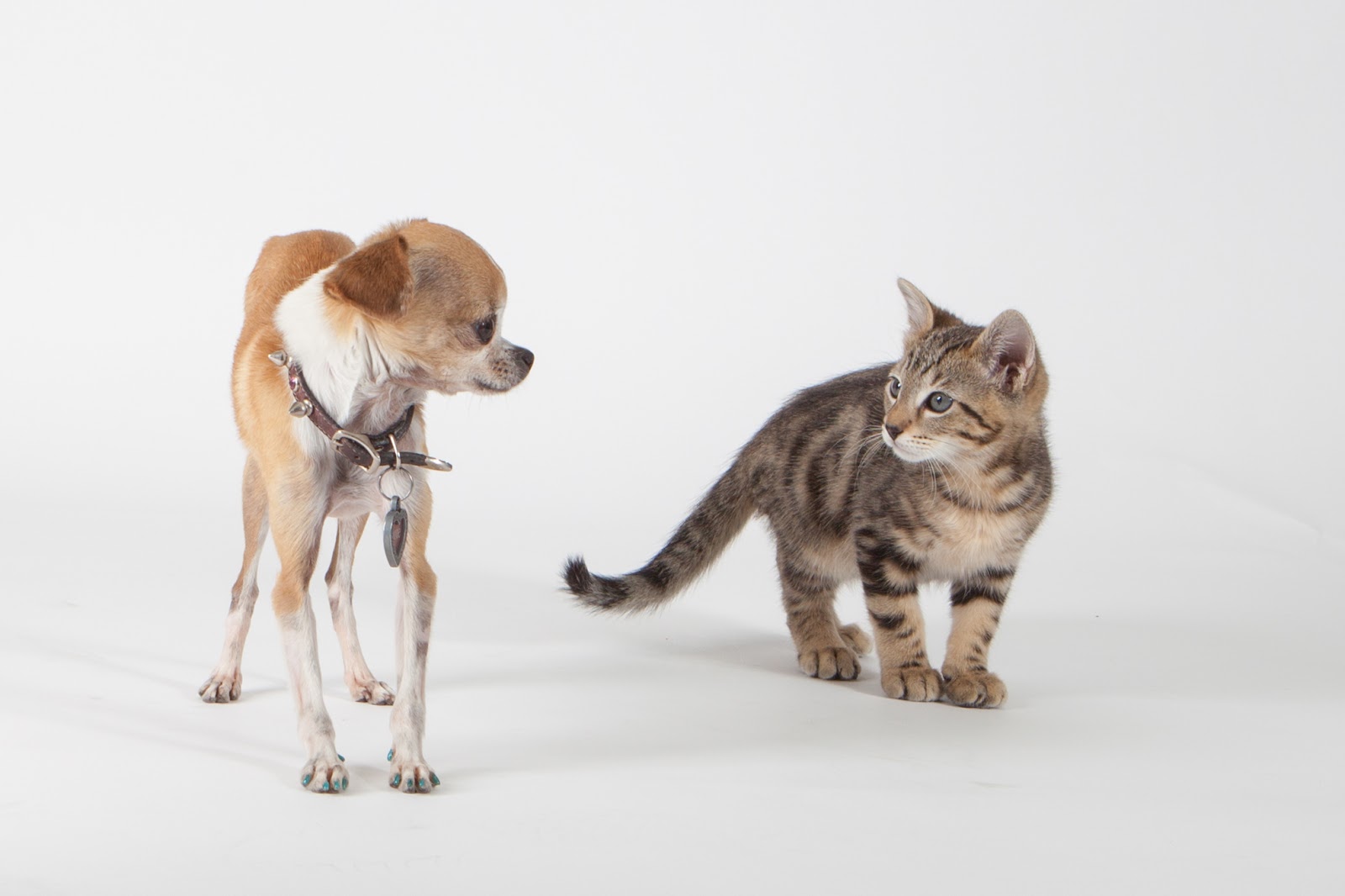 1st Pet Veterinary Centers - North Valley