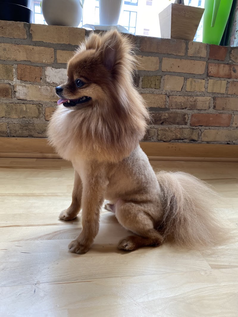 Royal Pet Beauty Shop photo 2