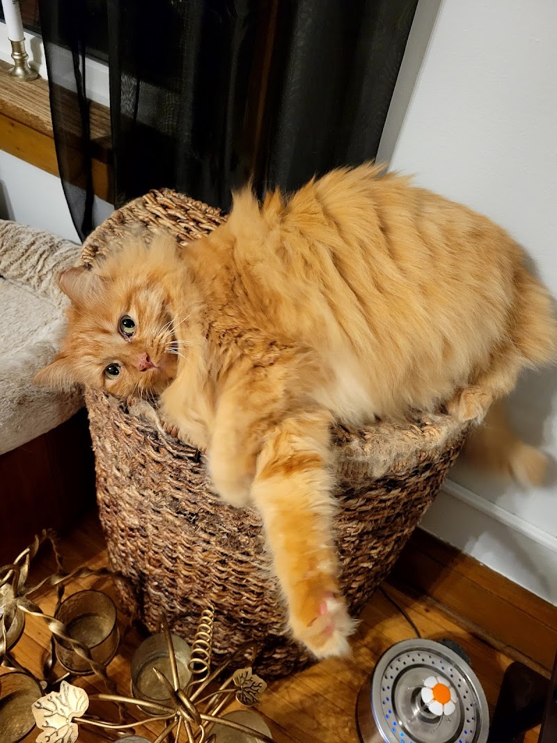 Royal Pet Beauty Shop photo 3