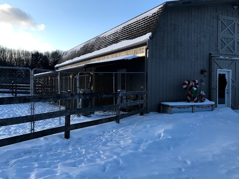 Countrytime K9 photo 3