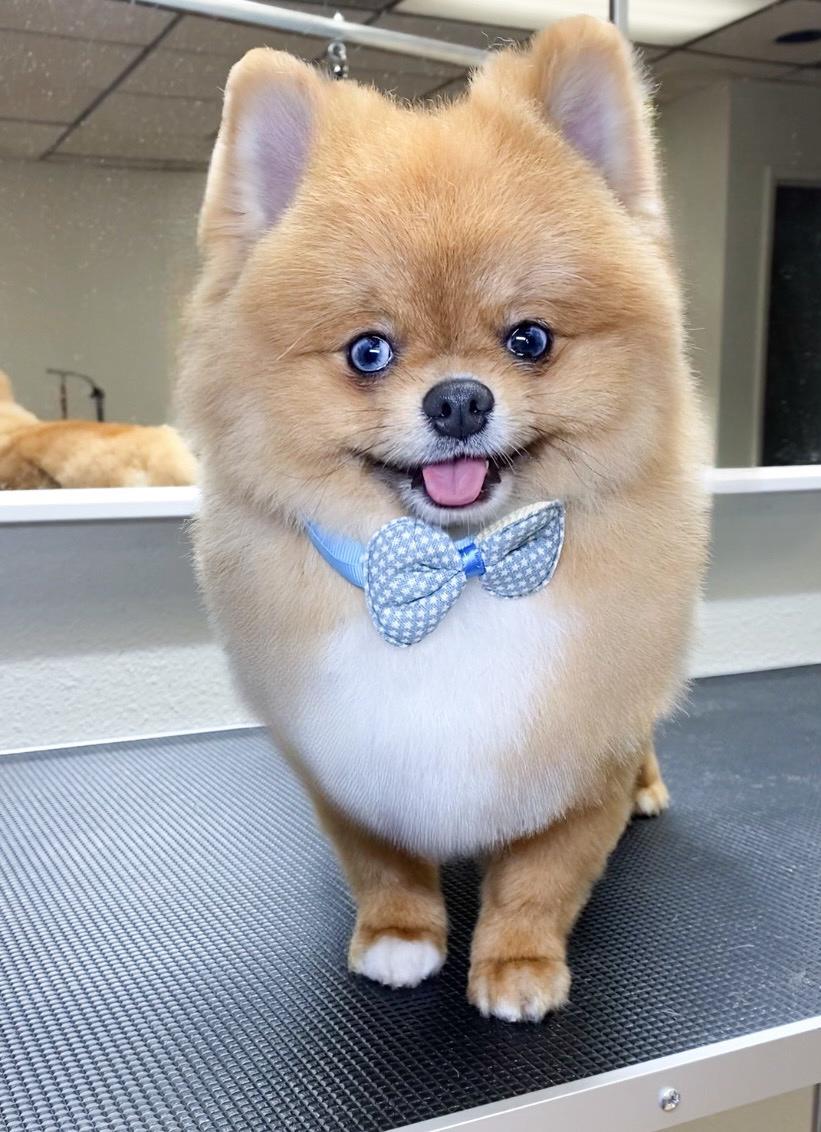 21Pooch Hollywood