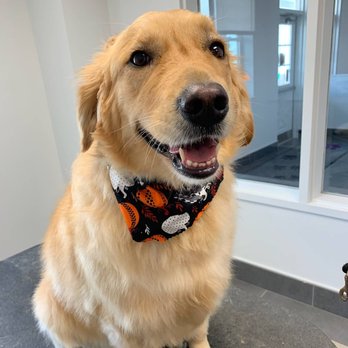 PetSuites Fishers photo 3