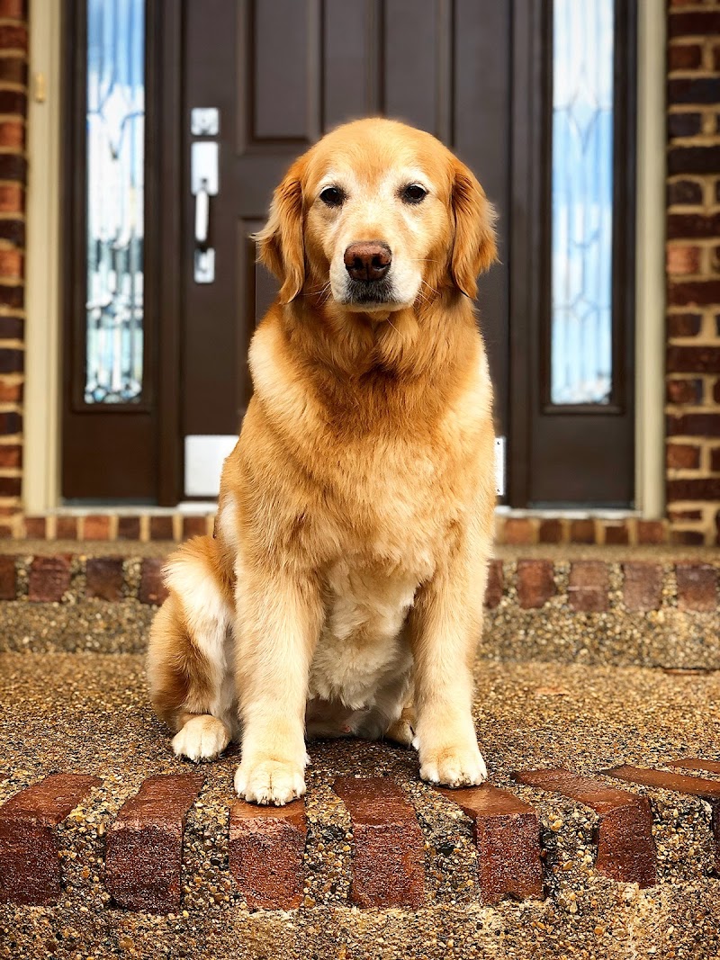 Comfort Zone Sitters