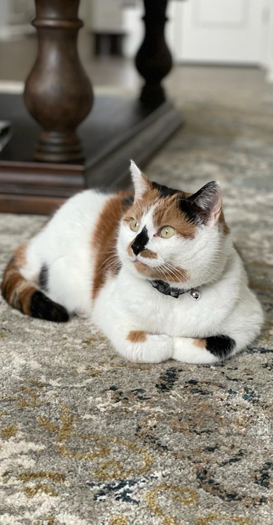 Sherlock Bones Animal Hospital