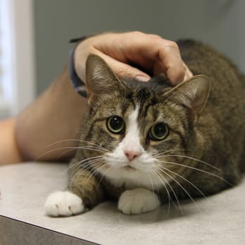 Sherlock Bones Animal Hospital photo 3