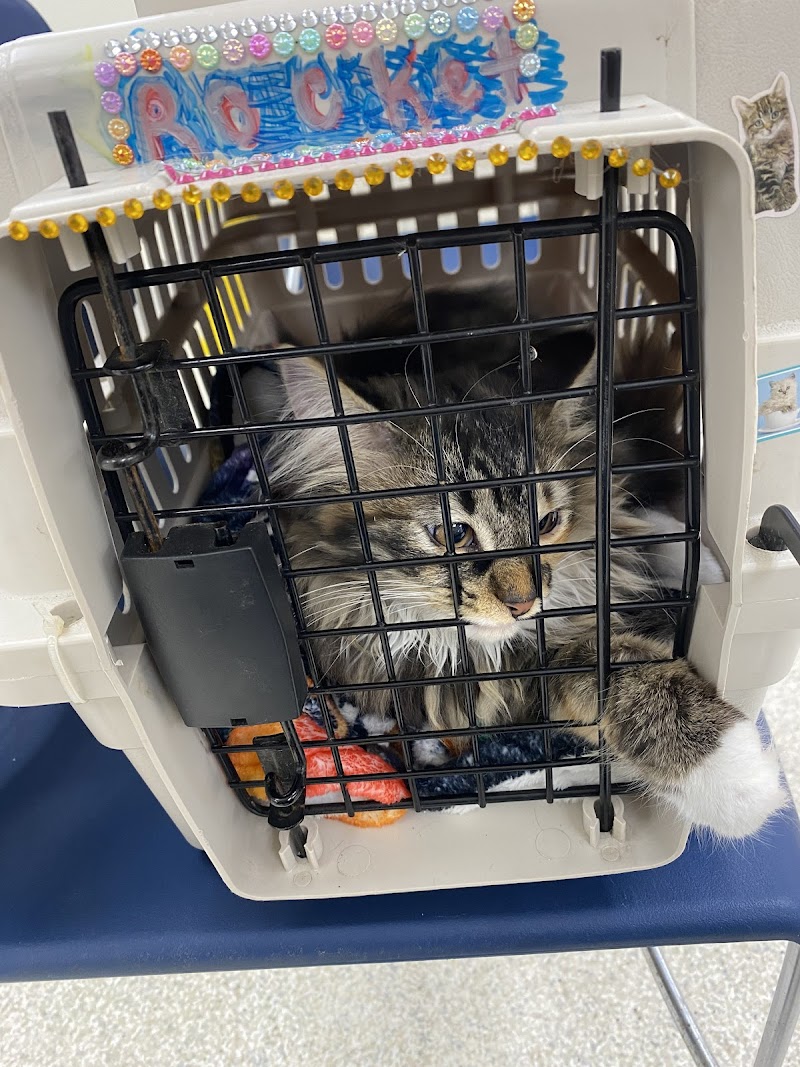 Face Low Cost Animal Clinic photo 2