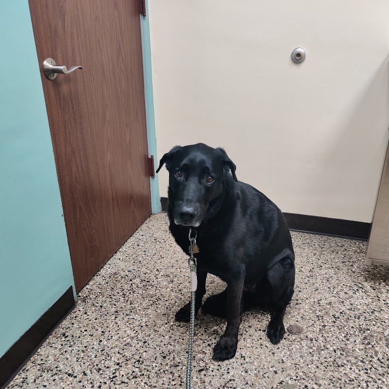 Lyndale Animal Hospital