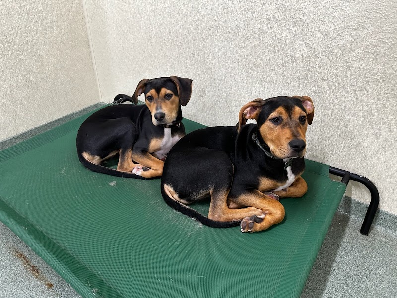 PUPS Pet Club photo 3