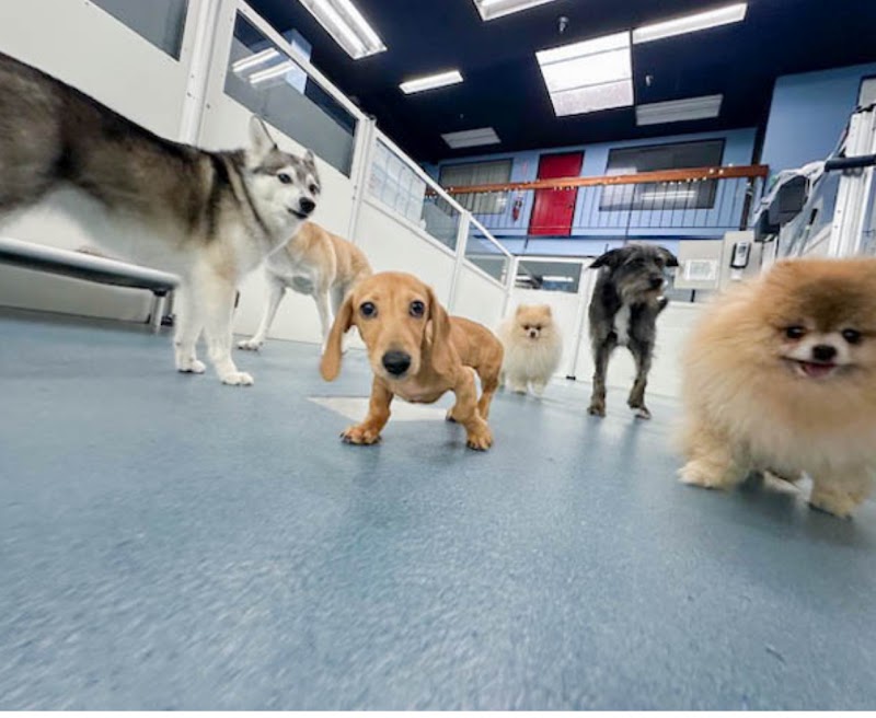 24 Hour Dog Daycare photo 2