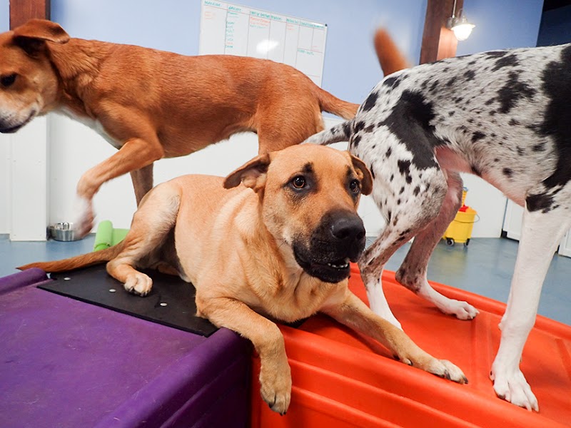 24 Hour Dog Daycare photo 3