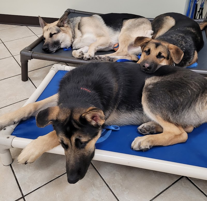 Woofbeach Sands photo 2