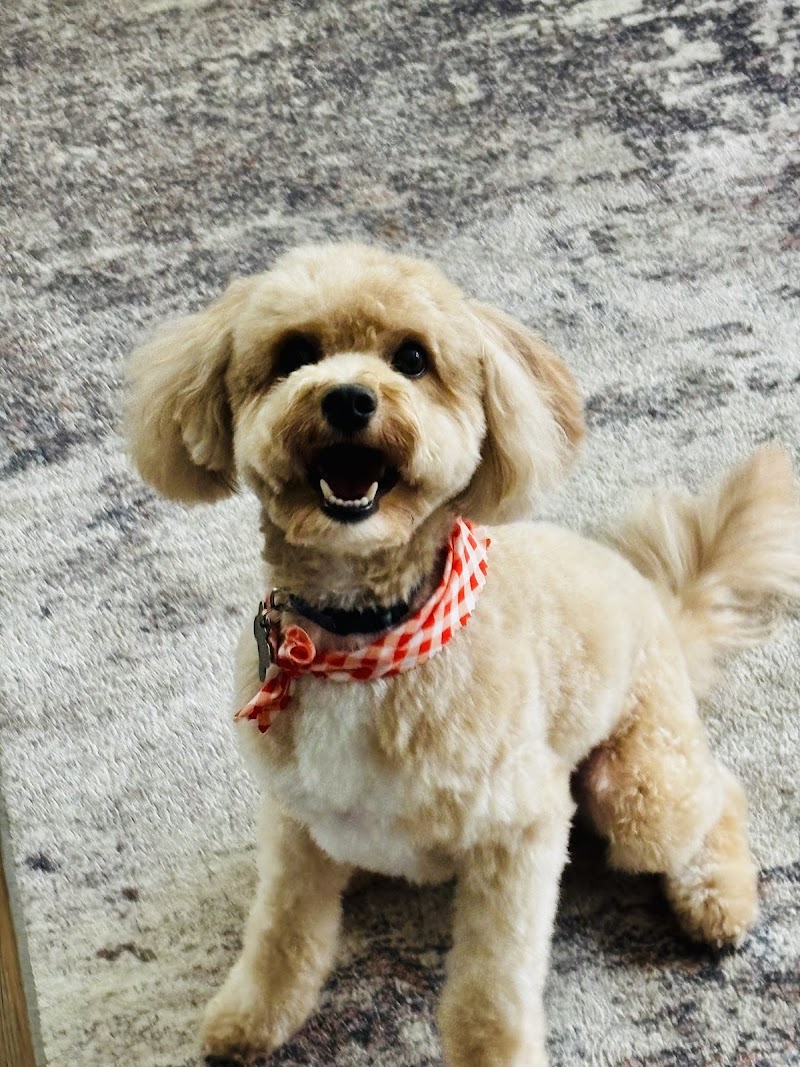 Woofbeach Sands photo 3