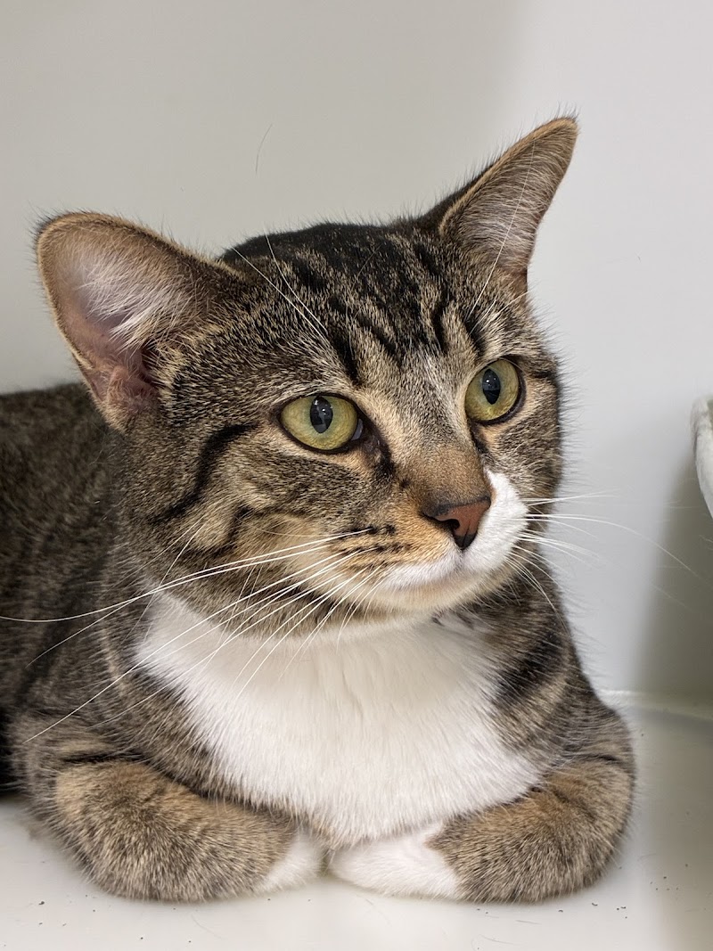 Cleveland Animal Protective League photo 2