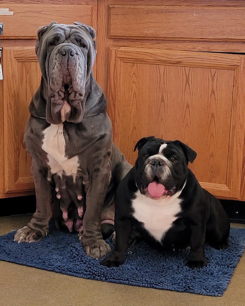 Georgetown Animal Hospital photo 3