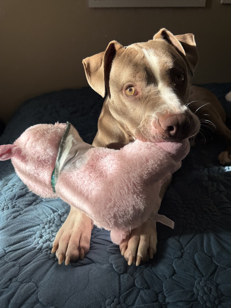 Secondhand Mutts photo 2