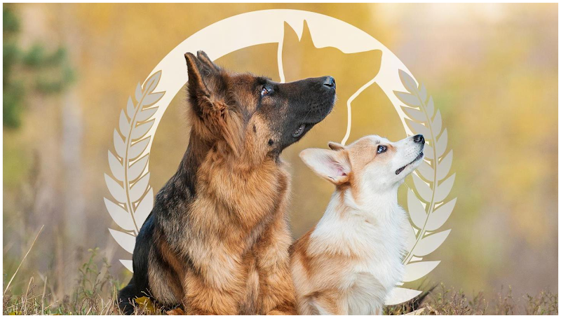 John Earle Dog Training