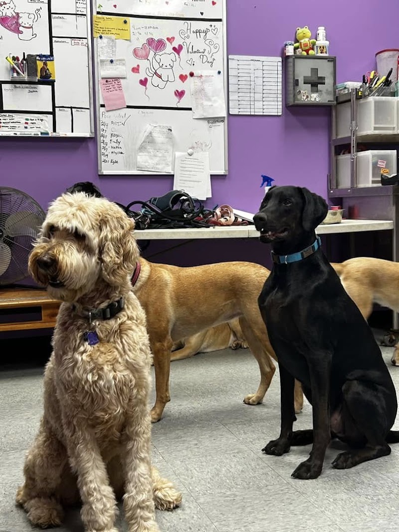 Dogtastic Fun photo 2