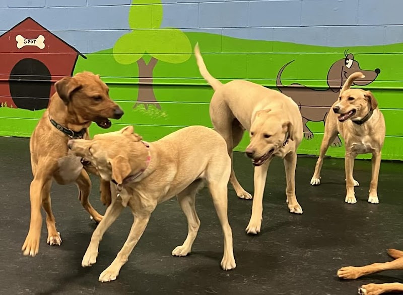 Dogtastic Fun photo 3