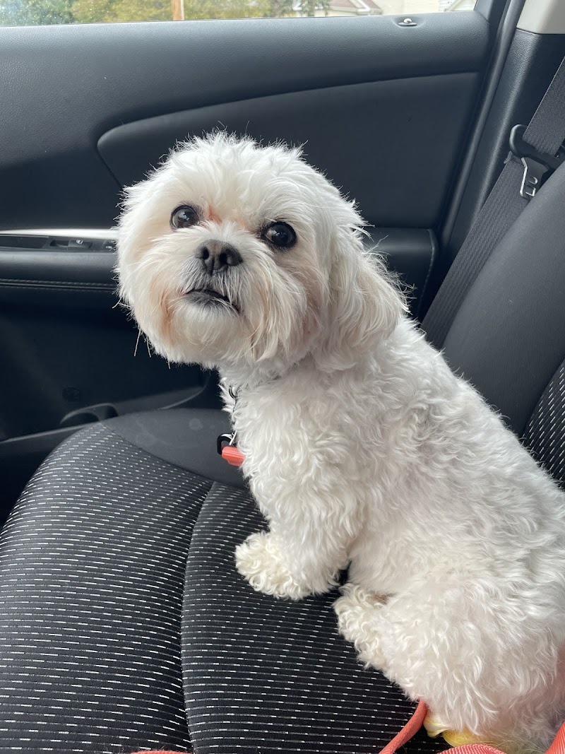 ALL4K9 Cuts and Colors