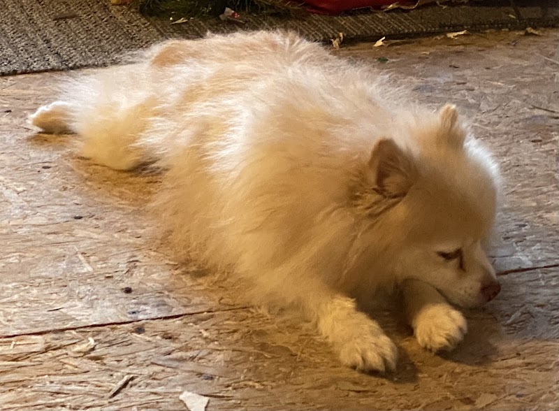 ALL4K9 Cuts and Colors photo 2