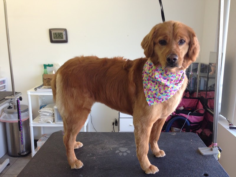 ALL4K9 Cuts and Colors photo 3