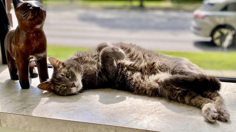 Shaker Heights Animal Hospital