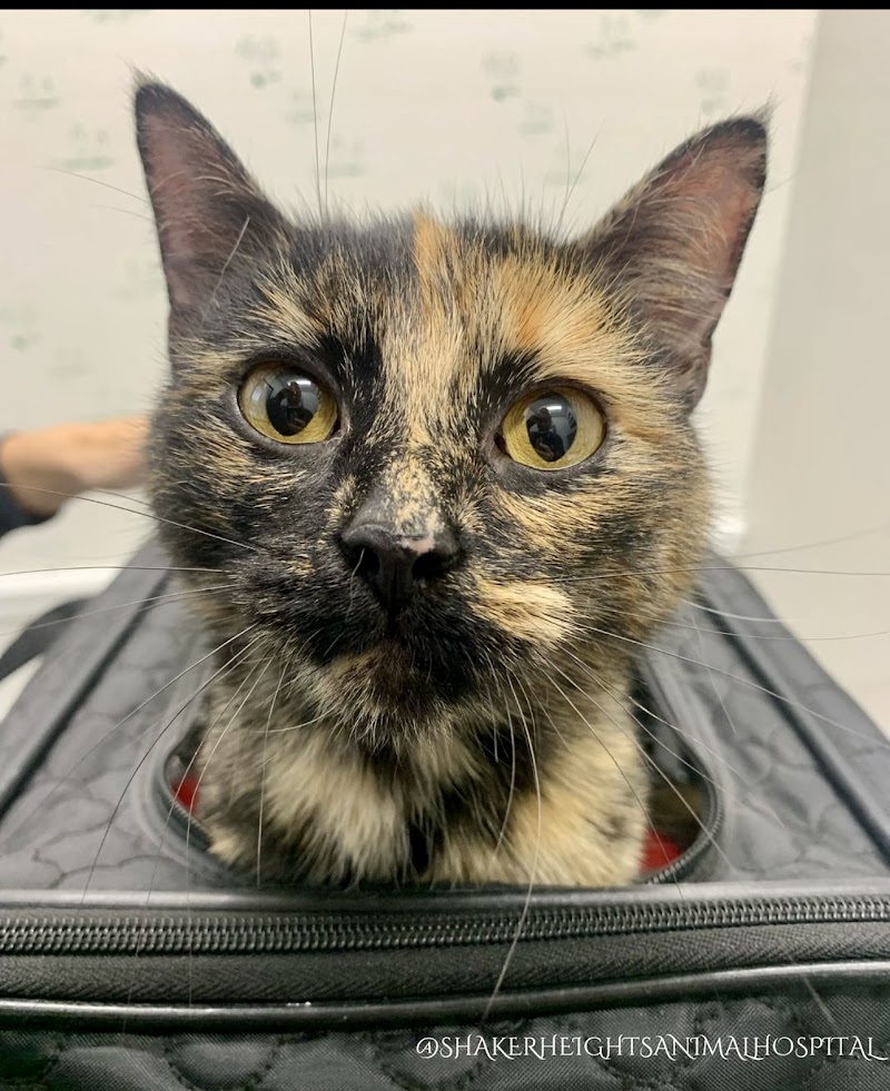 Shaker Heights Animal Hospital photo 3