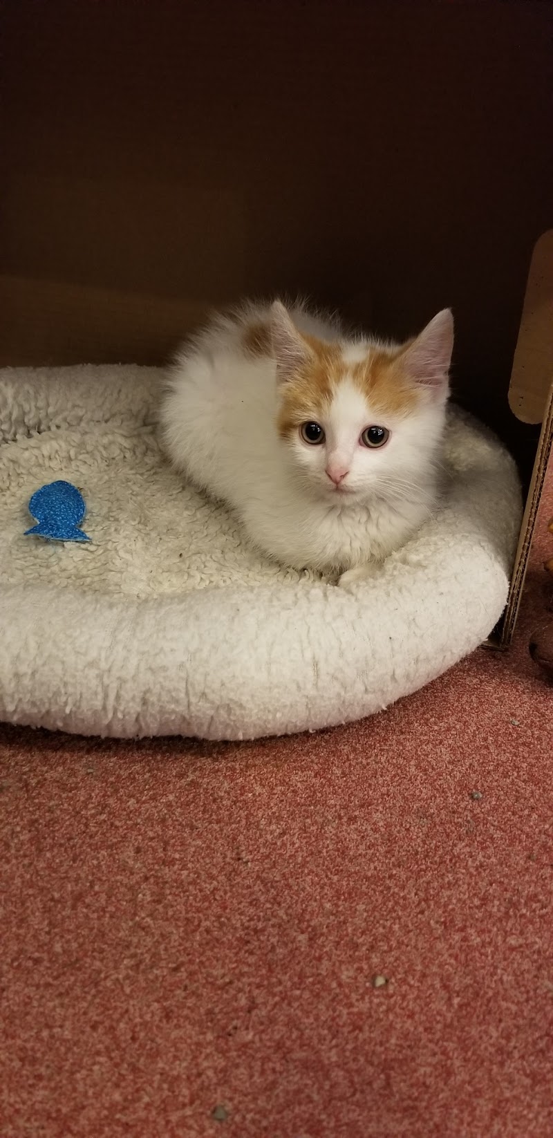 Center West Animal Hospital photo 3